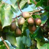 Hardy Anna Kiwi Live Plant – Female Actinidia arguta – 2.5" Pot – Fruit Vine - Image 1