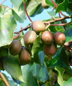 Hardy Anna Kiwi Live Plant – Female Actinidia arguta – 2.5