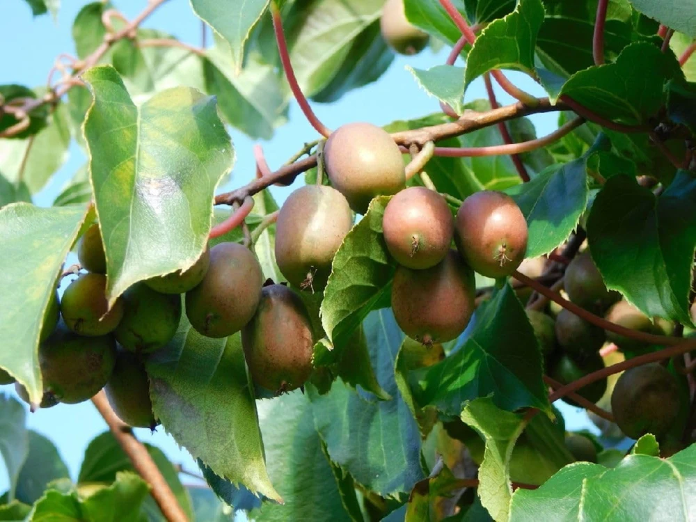 Hardy Anna Kiwi Live Plant – Female Actinidia arguta – 2.5" Pot – Fruit Vine - Image 1