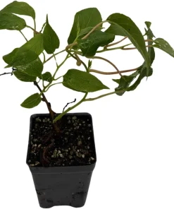 Hardy Anna Kiwi Live Plant – Female Actinidia arguta – 2.5