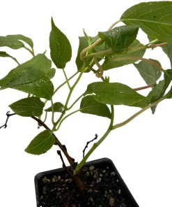 Hardy Anna Kiwi Live Plant – Female Actinidia arguta – 2.5