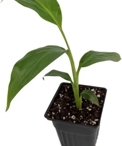 Hardy Basjoo Banana Live Plant - Musa basjoo 2.5" Pot - Outdoor Tropical - Image 2