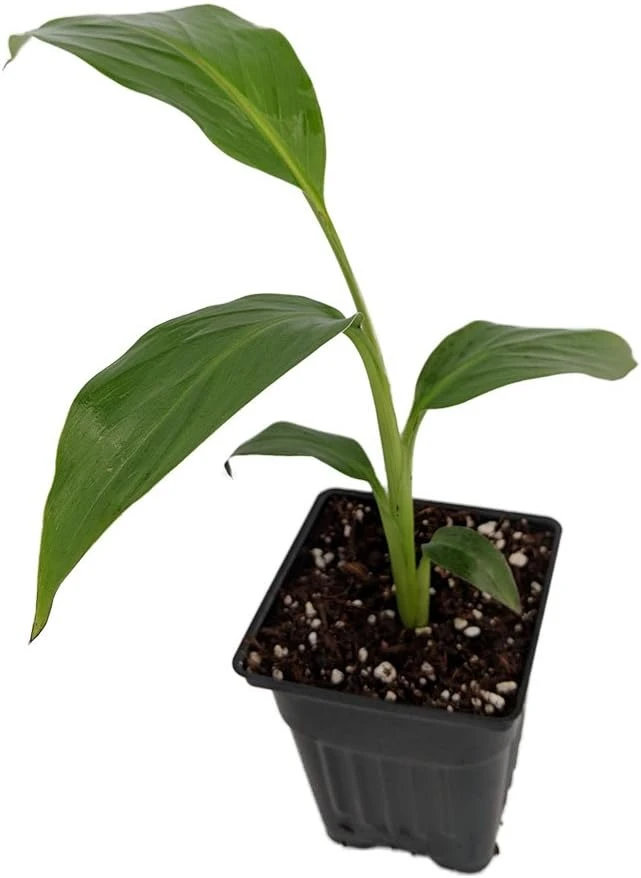 Hardy Basjoo Banana Live Plant - Musa basjoo 2.5" Pot - Outdoor Tropical - Image 2