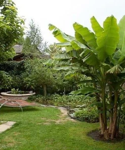 Hardy Basjoo Banana Live Plant - Musa basjoo 2.5