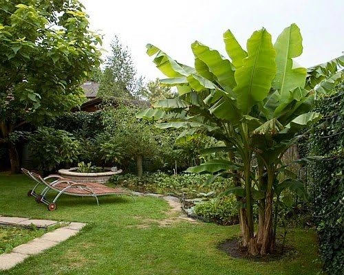 Hardy Basjoo Banana Live Plant - Musa basjoo 2.5" Pot - Outdoor Tropical - Image 3