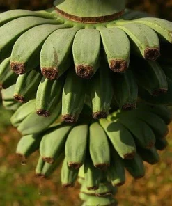 Hardy Basjoo Banana Live Plant - Musa basjoo 2.5