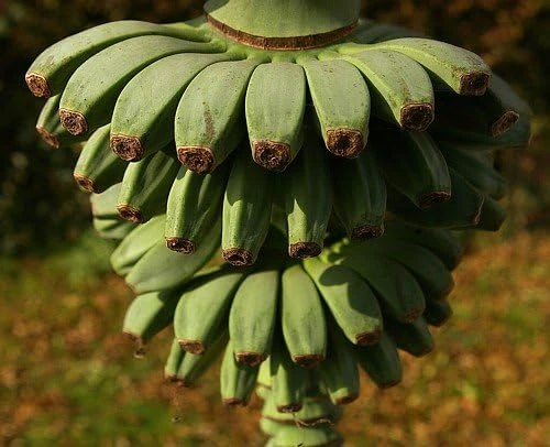Hardy Basjoo Banana Live Plant - Musa basjoo 2.5" Pot - Outdoor Tropical - Image 4