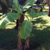 Hardy Basjoo Banana Live Plant - Musa basjoo 2.5" Pot - Outdoor Tropical - Image 1