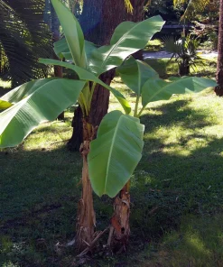 Hardy Basjoo Banana Live Plant - Musa basjoo 2.5