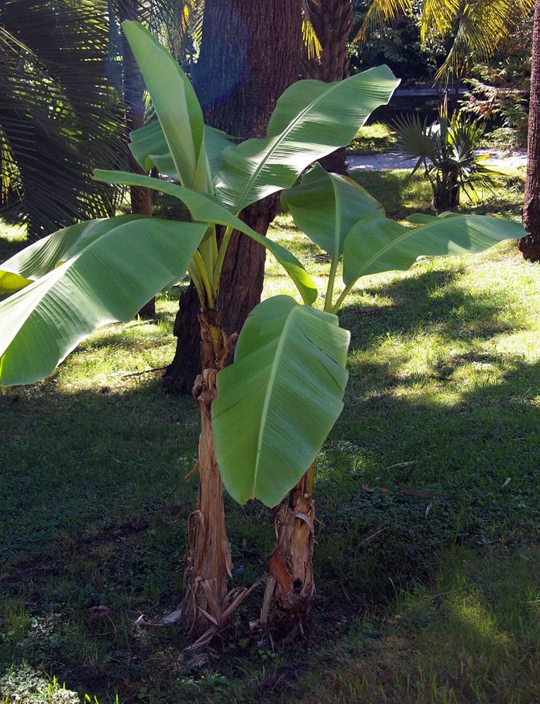 Hardy Basjoo Banana Live Plant - Musa basjoo 2.5" Pot - Outdoor Tropical - Image 1