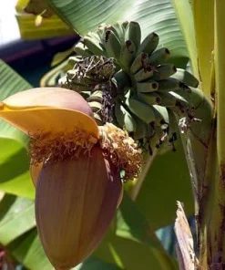 Hardy Basjoo Banana Live Plant - Musa basjoo 2.5