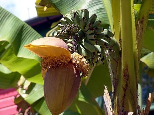 Hardy Basjoo Banana Live Plant - Musa basjoo 2.5" Pot - Outdoor Tropical - Image 5