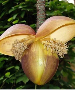 Hardy Basjoo Banana Live Plant - Musa basjoo 2.5