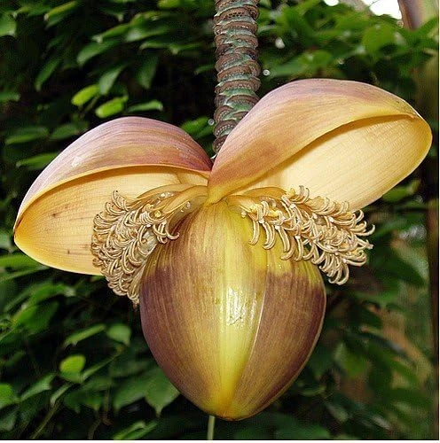 Hardy Basjoo Banana Live Plant - Musa basjoo 2.5" Pot - Outdoor Tropical - Image 6