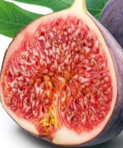 Hardy Chicago Edible Fig Live Plant - Ficus carica - 2.5
