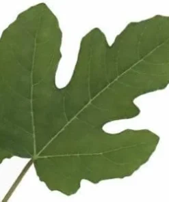 Hardy Chicago Edible Fig Live Plant - Ficus carica - 2.5