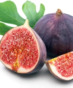 Hardy Chicago Edible Fig Live Plant - Ficus carica - 2.5