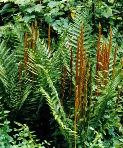 Hardy Cinnamon Fern Live Plant - Osmunda cinnamomea - 2 Top Size Roots - Image 2