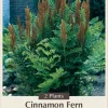 Hardy Cinnamon Fern Live Plant - Osmunda cinnamomea - 2 Top Size Roots - Image 1