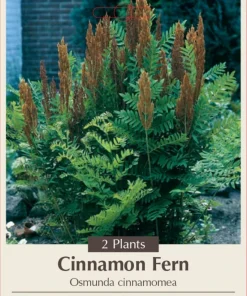 Hardy Cinnamon Fern Live Plant - Osmunda cinnamomea - 2 Top Size Roots - Image 1
