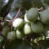 Hardy Kiwi Live Plants - Anna & Meader Pair - 2.5" Pot - Fruit Bearing Vines - Image 1