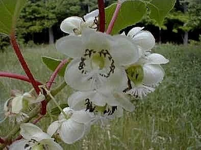 Hardy Kiwi Plants - Actinidia arguta - Geneva & Meader Pair - 2.5" Pot - Image 2