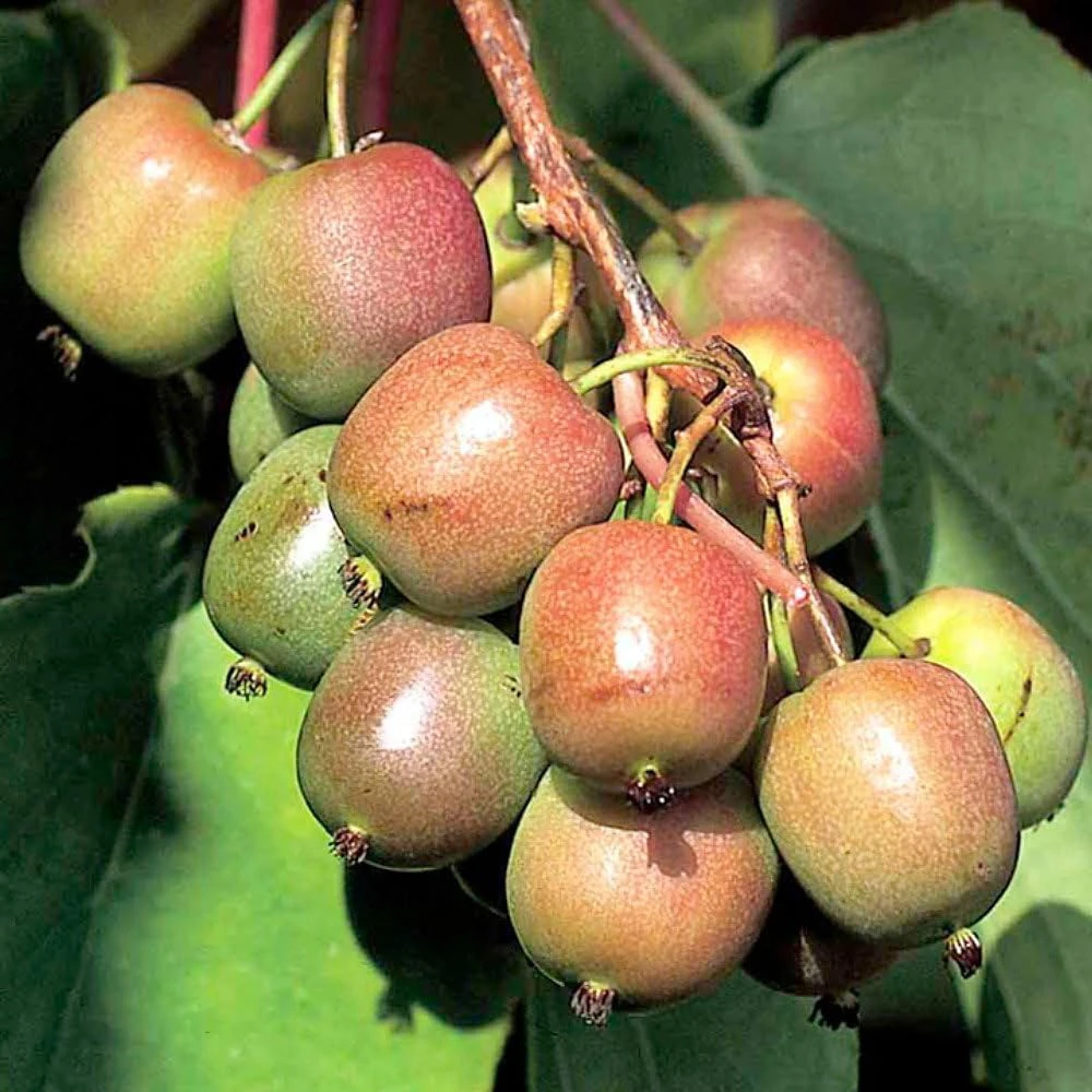 Hardy Kiwi Plants - Actinidia arguta - Geneva & Meader Pair - 2.5" Pot - Image 1