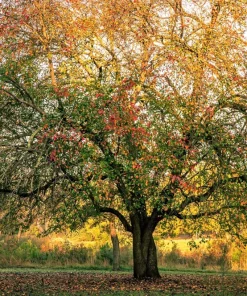 Hardy Pecan Tree Seeds – Carya Illinoinensis King Nut – 5 Seeds – Outdoor Fruit Tree - Image 10
