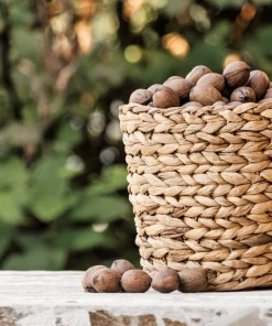 Hardy Pecan Tree Seeds – Carya Illinoinensis King Nut – 5 Seeds – Outdoor Fruit Tree - Image 11