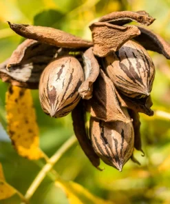 Hardy Pecan Tree Seeds – Carya Illinoinensis King Nut – 5 Seeds – Outdoor Fruit Tree - Image 12