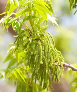 Hardy Pecan Tree Seeds – Carya Illinoinensis King Nut – 5 Seeds – Outdoor Fruit Tree - Image 3