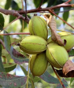 Hardy Pecan Tree Seeds – Carya Illinoinensis King Nut – 5 Seeds – Outdoor Fruit Tree - Image 4