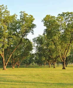 Hardy Pecan Tree Seeds – Carya Illinoinensis King Nut – 5 Seeds – Outdoor Fruit Tree - Image 6