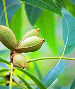 Hardy Pecan Tree Seeds – Carya Illinoinensis King Nut – 5 Seeds – Outdoor Fruit Tree - Image 7