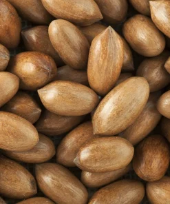 Hardy Pecan Tree Seeds – Carya Illinoinensis King Nut – 5 Seeds – Outdoor Fruit Tree - Image 8