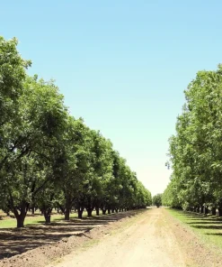 Hardy Pecan Tree Seeds – Carya Illinoinensis King Nut – 5 Seeds – Outdoor Fruit Tree - Image 9