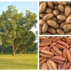Hardy Pecan Tree Seeds – Carya Illinoinensis King Nut – 5 Seeds – Outdoor Fruit Tree - Image 1