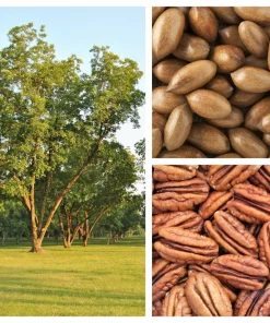 Hardy Pecan Tree Seeds – Carya Illinoinensis King Nut – 5 Seeds – Outdoor Fruit Tree - Image 1