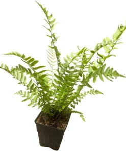 Hardy Tokyo Wood Fern Live Plant - Quart Pot - Outdoor Shade Garden - Image 2