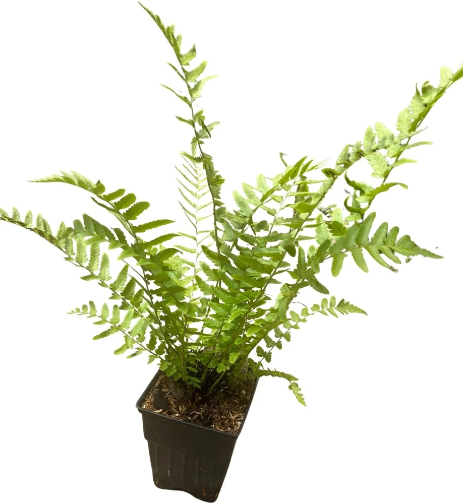 Hardy Tokyo Wood Fern Live Plant - Quart Pot - Outdoor Shade Garden - Image 2