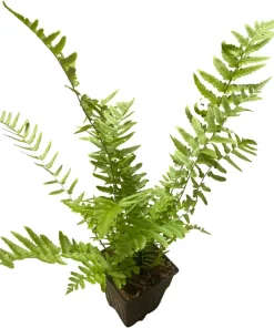 Hardy Tokyo Wood Fern Live Plant - Quart Pot - Outdoor Shade Garden - Image 3