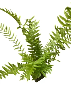 Hardy Tokyo Wood Fern Live Plant - Quart Pot - Outdoor Shade Garden - Image 4