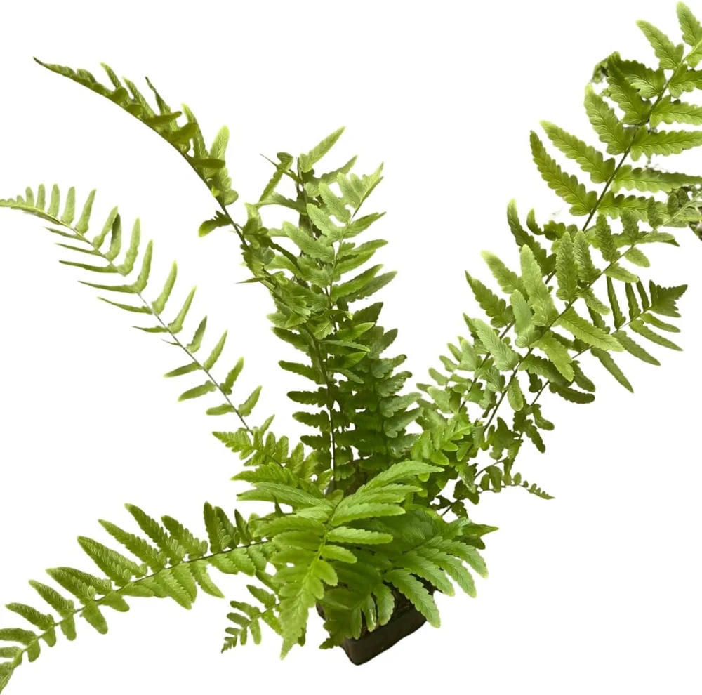 Hardy Tokyo Wood Fern Live Plant - Quart Pot - Outdoor Shade Garden - Image 4