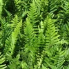 Hardy Tokyo Wood Fern Live Plant - Quart Pot - Outdoor Shade Garden - Image 1