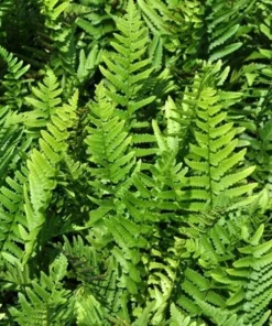 Hardy Tokyo Wood Fern Live Plant - Quart Pot - Outdoor Shade Garden - Image 1