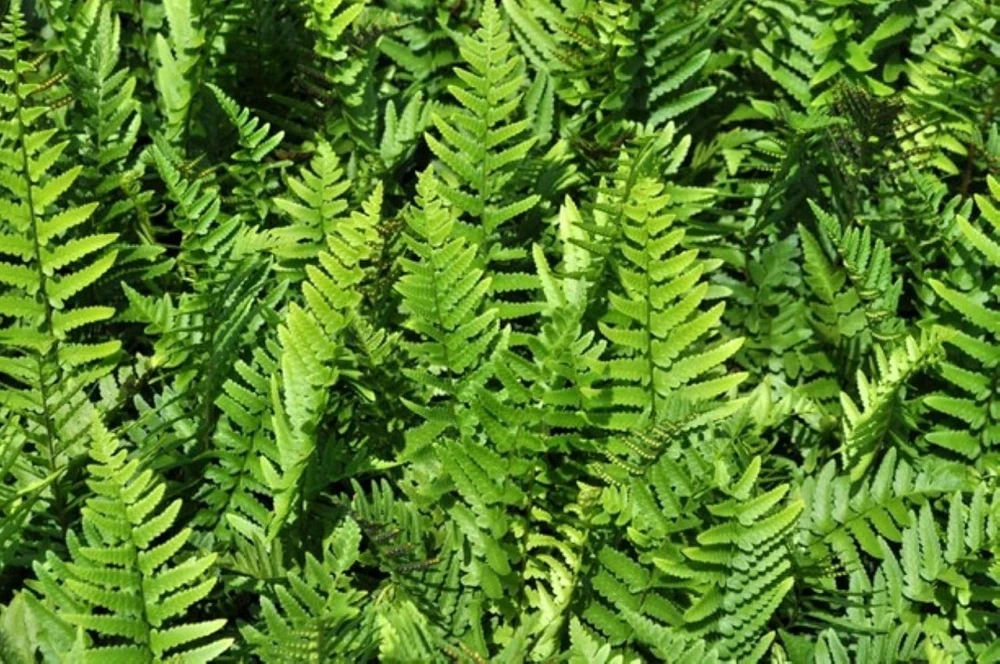 Hardy Tokyo Wood Fern Live Plant - Quart Pot - Outdoor Shade Garden - Image 1