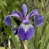Harlequin Blue Flag Iris Seeds – Iris versicolor – 10 Seeds – Aquatic Perennial - Image 1