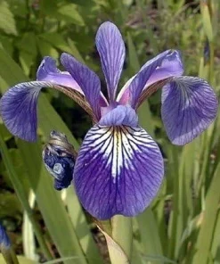 Harlequin Blue Flag Iris Seeds – Iris versicolor – 10 Seeds – Aquatic Perennial - Image 1