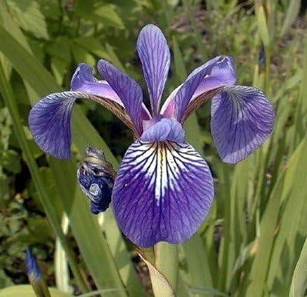 Harlequin Blue Flag Iris Seeds – Iris versicolor – 10 Seeds – Aquatic Perennial - Image 1