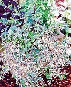 Harlequin Variegated Honeysuckle Vine Live Plant - Lonicera - 2.5